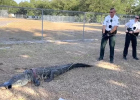 Momentul când un aligator a dat buzna în parcarea unei grădinițe din Florida/ Foto: Facebook