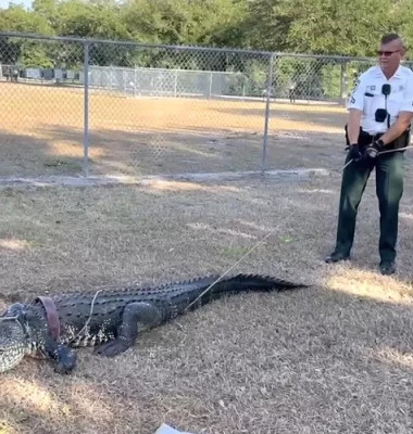 Momentul când un aligator a dat buzna în parcarea unei grădinițe din Florida/ Foto: Facebook