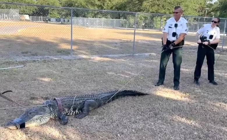 Momentul când un aligator a dat buzna în parcarea unei grădinițe din Florida/ Foto: Facebook