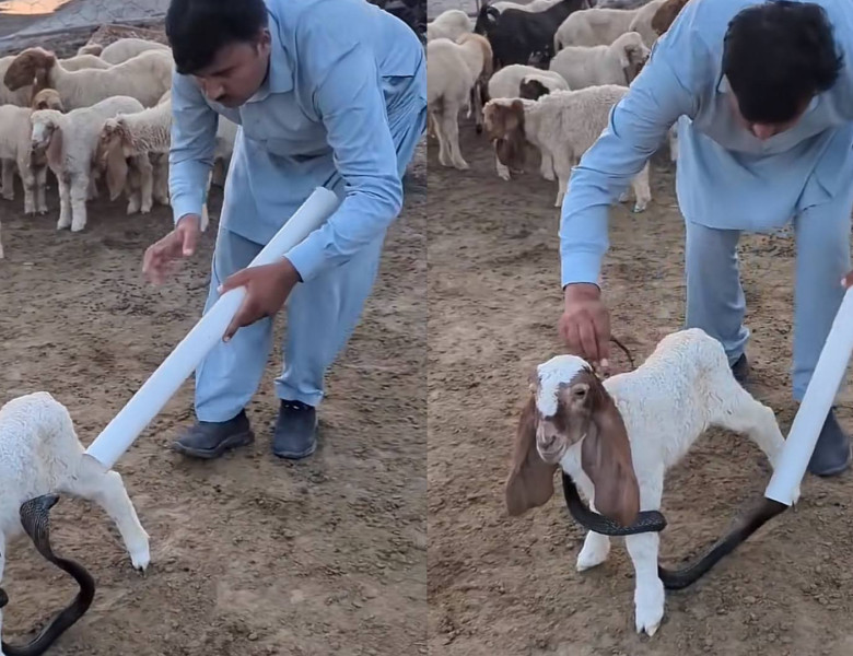 Metoda ingenioasă prin care un bărbat a îndepărtat o cobră de pe un ied/ Foto: Captură video TikTok