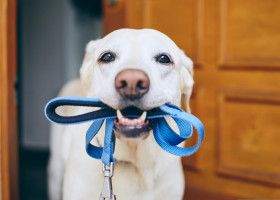 Testul simplu pe care toți stăpânii de câini ar trebui să-l facă înainte de a ieși la plimbare cu patrupezii/ Shutterstock