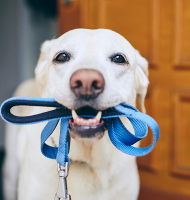 Testul simplu pe care toți stăpânii de câini ar trebui să-l facă înainte de a ieși la plimbare cu patrupezii/ Shutterstock