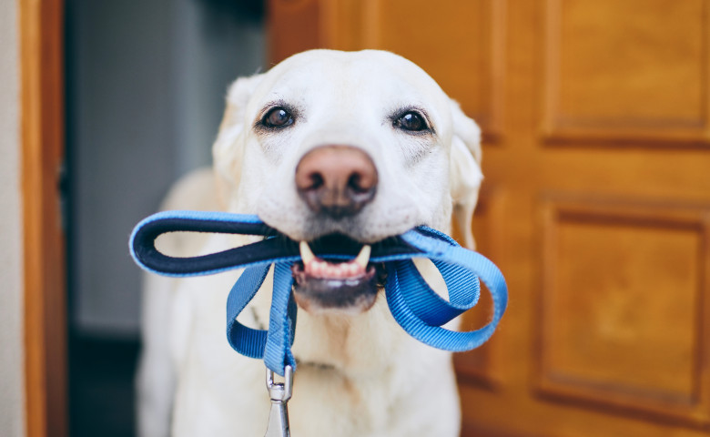 Testul simplu pe care toți stăpânii de câini ar trebui să-l facă înainte de a ieși la plimbare cu patrupezii/ Shutterstock