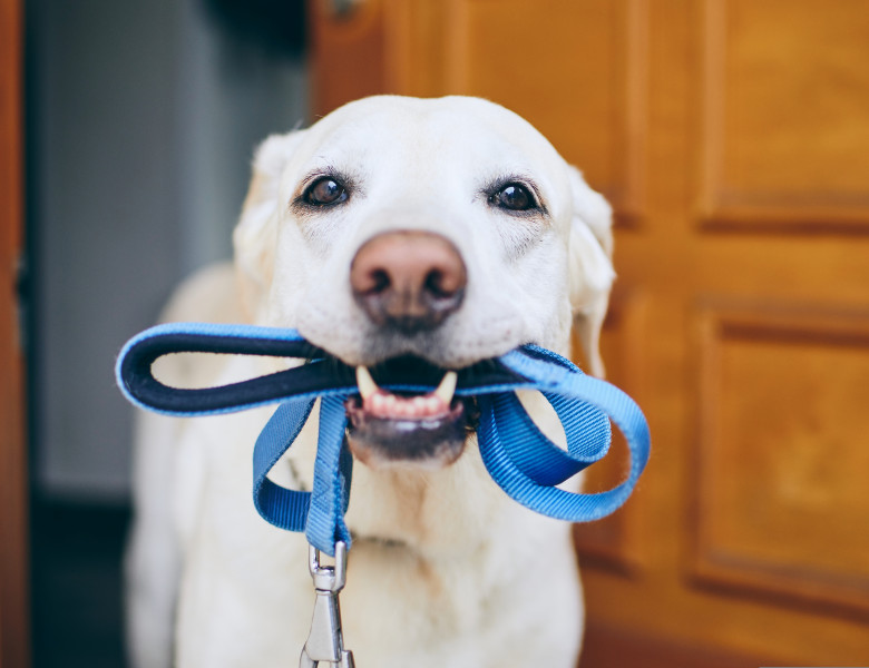 Testul simplu pe care toți stăpânii de câini ar trebui să-l facă înainte de a ieși la plimbare cu patrupezii/ Shutterstock