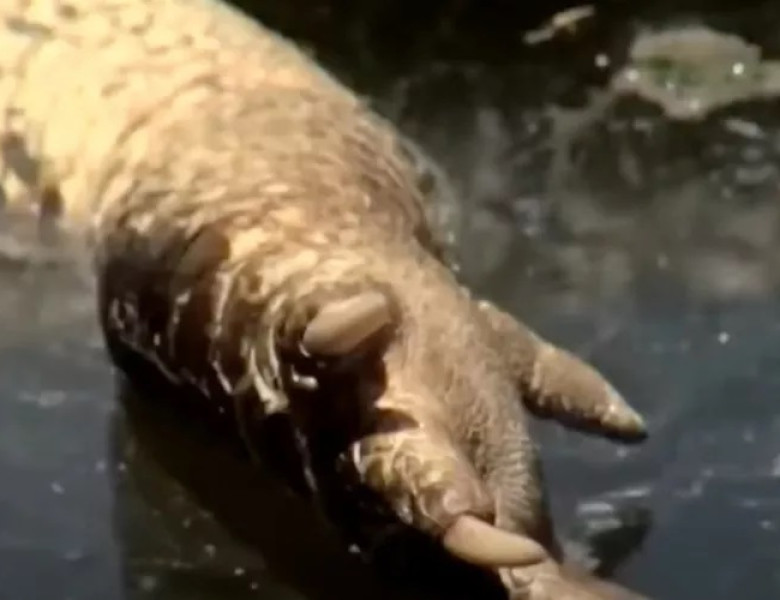 Un aligator fără cap, găsit plutind într-un canal din Florida/ Foto: Captură video