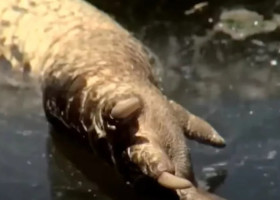 Un aligator fără cap, găsit plutind într-un canal din Florida/ Foto: Captură video