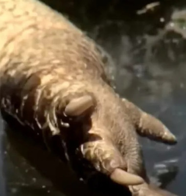 Un aligator fără cap, găsit plutind într-un canal din Florida/ Foto: Captură video
