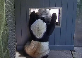 Cum „flirtează” doi panda/ Foto: Captură video