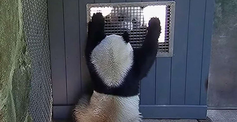Cum „flirtează” doi panda/ Foto: Captură video