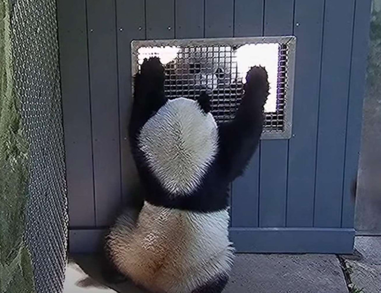 Cum „flirtează” doi panda/ Foto: Captură video