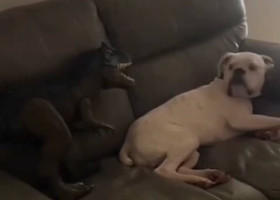 Reacția unui câine când vede un dinozaur de jucărie/ Foto: Captură video