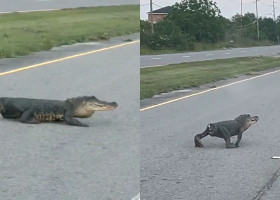 Imagini virale cu o reptilă care aleargă fără coadă în Louisiana/ Foto: Captură video