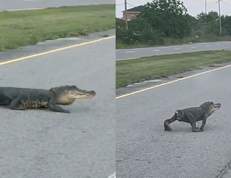 Imagini virale cu o reptilă care aleargă fără coadă în Louisiana/ Foto: Captură video