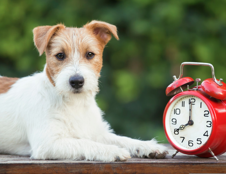 Câinii știu cât este ceasul datorită nasului lor/ Shutterstock