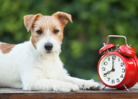 Câinii știu cât este ceasul datorită nasului lor/ Shutterstock