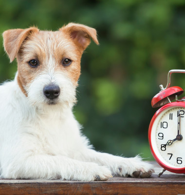 Câinii știu cât este ceasul datorită nasului lor/ Shutterstock
