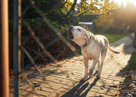 Lătratul câinilor, tradus de un expert/ Shutterstock