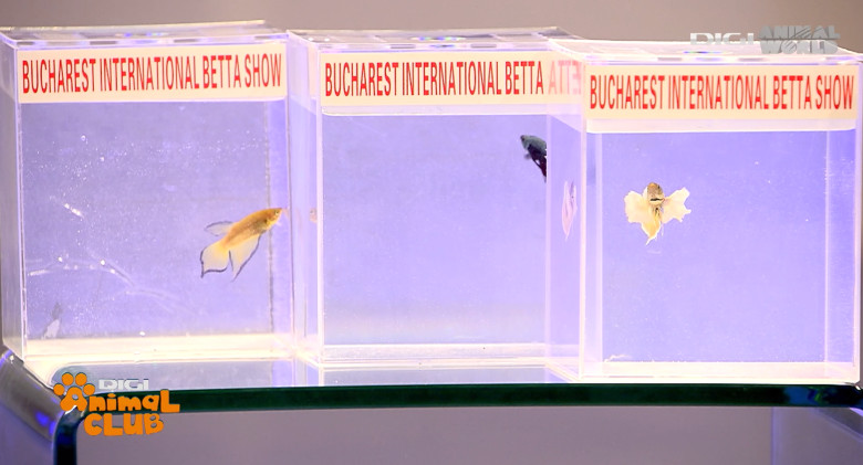DAC EXPO PESTI BETTA 20