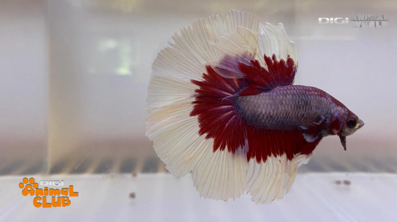 DAC EXPO PESTI BETTA 29