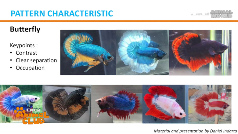 DAC EXPO PESTI BETTA 27