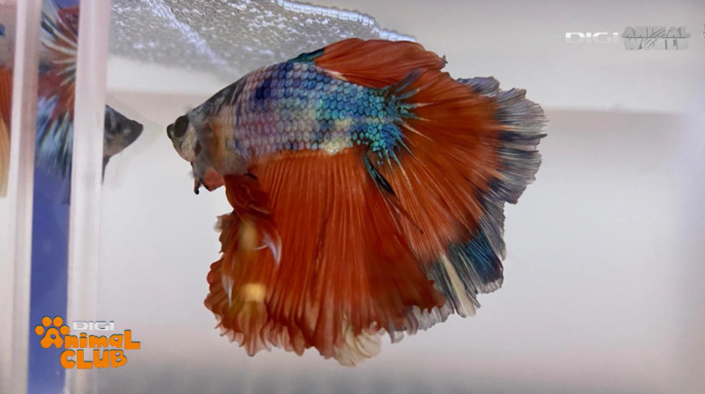DAC EXPO PESTI BETTA 26