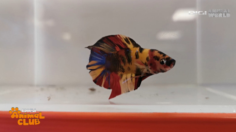 DAC EXPO PESTI BETTA 22
