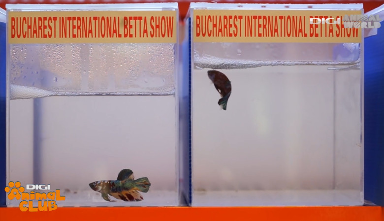 DAC EXPO PESTI BETTA 25