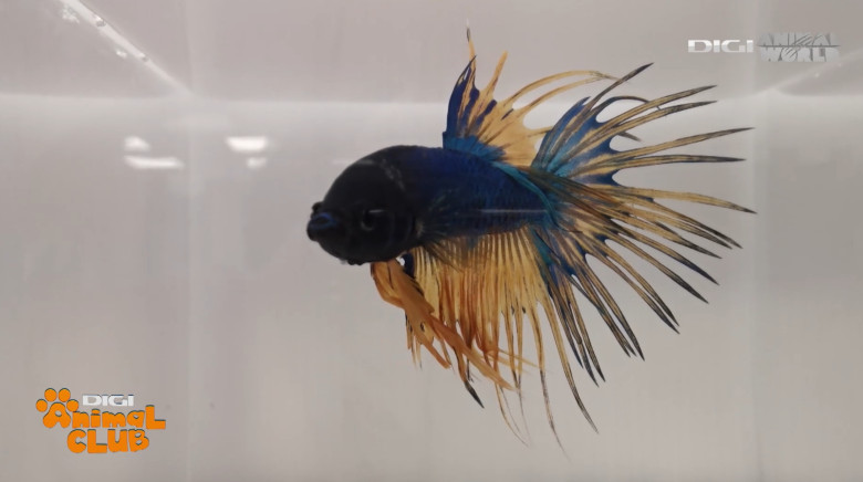 DAC EXPO PESTI BETTA 24
