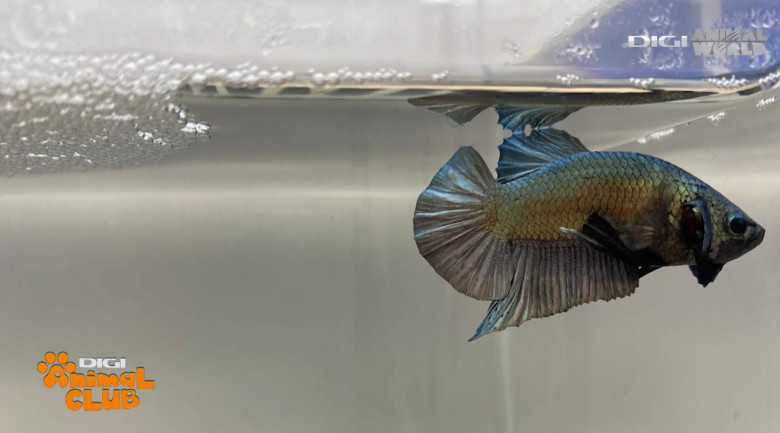 DAC EXPO PESTI BETTA 23