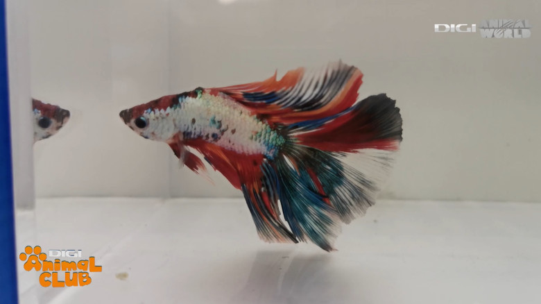 DAC EXPO PESTI BETTA 19