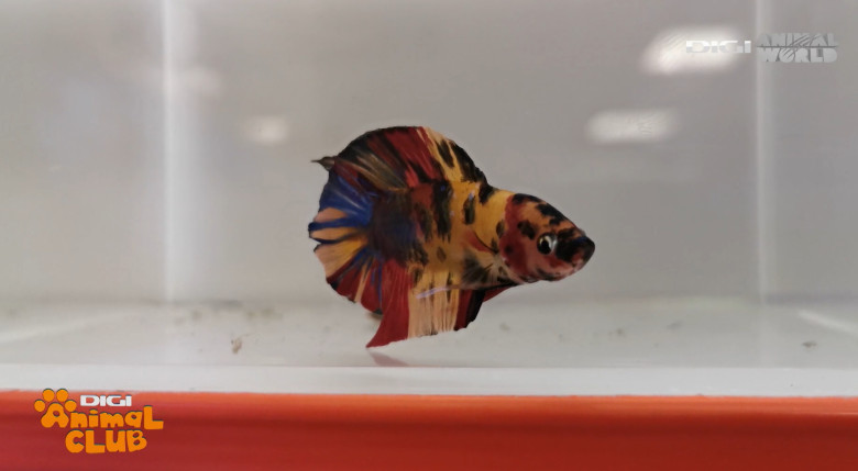 DAC EXPO PESTI BETTA 15