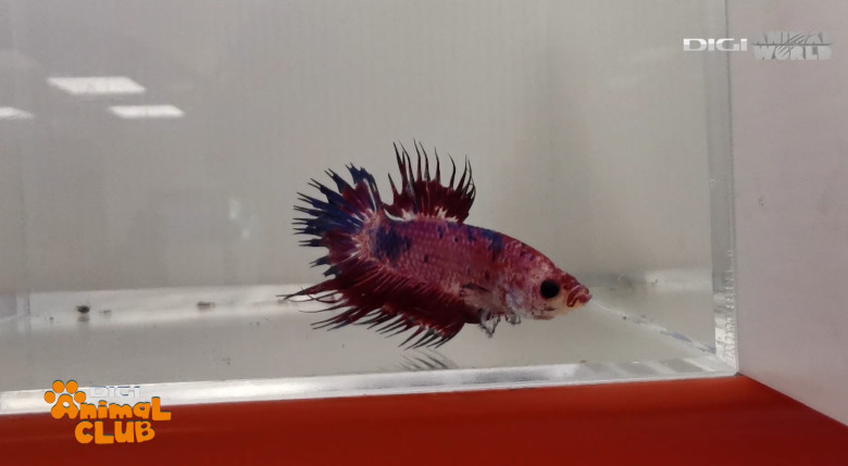 DAC EXPO PESTI BETTA 13