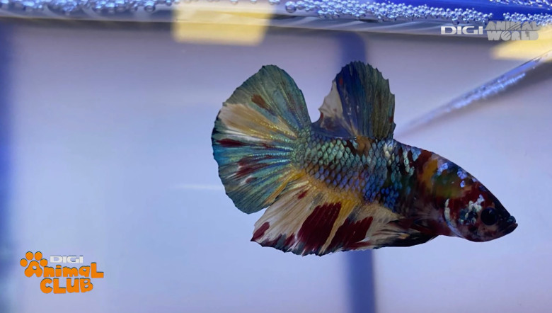 DAC EXPO PESTI BETTA 7