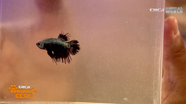 DAC EXPO PESTI BETTA 9