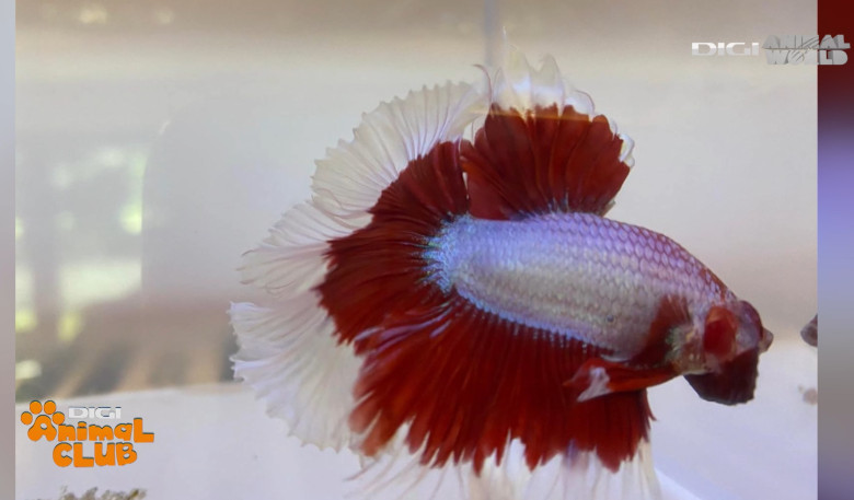 DAC EXPO PESTI BETTA 8