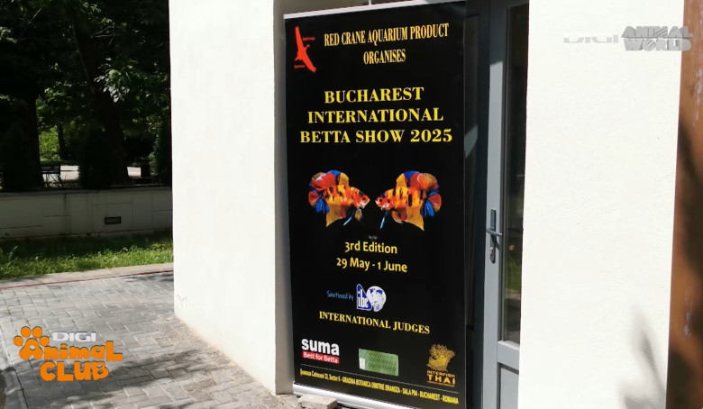 DAC EXPO PESTI BETTA 6