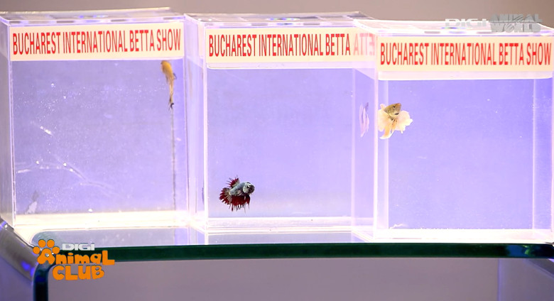 DAC EXPO PESTI BETTA 5