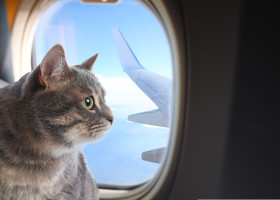 Cum a reușit un bărbat să-și dreseze pisicile pentru a zbura liniștit cu avionul/ Shutterstock