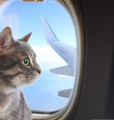 Cum a reușit un bărbat să-și dreseze pisicile pentru a zbura liniștit cu avionul/ Shutterstock