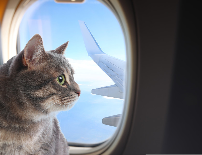 Cum a reușit un bărbat să-și dreseze pisicile pentru a zbura liniștit cu avionul/ Shutterstock