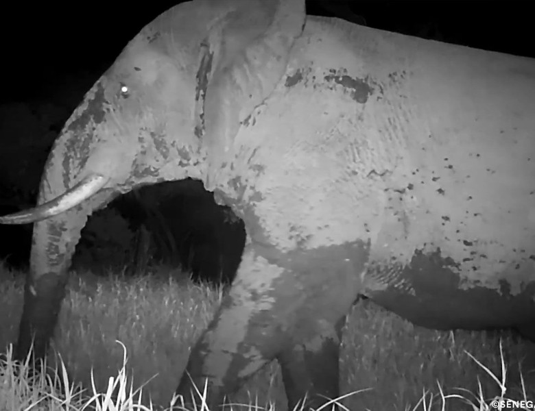 „Elefantul fantomă”, filmat pentru prima dată după cinci ani în Senegal/ Foto: Captură video