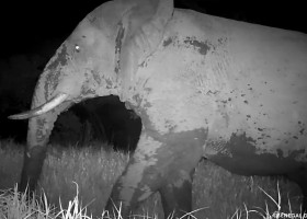 „Elefantul fantomă”, filmat pentru prima dată după cinci ani în Senegal/ Foto: Captură video