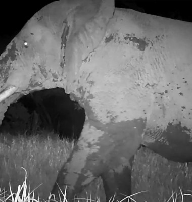 „Elefantul fantomă”, filmat pentru prima dată după cinci ani în Senegal/ Foto: Captură video