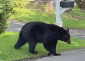 Momentul în care un urs negru urmărește o femeie în vârstă pe o stradă din Connecticut/ Foto: Captură video