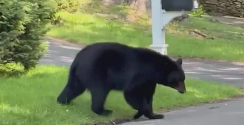 Momentul în care un urs negru urmărește o femeie în vârstă pe o stradă din Connecticut/ Foto: Captură video