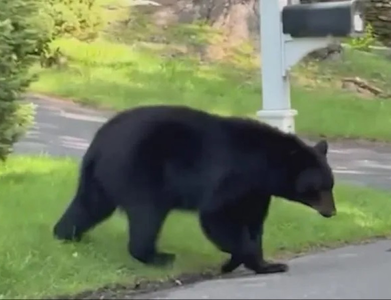 Momentul în care un urs negru urmărește o femeie în vârstă pe o stradă din Connecticut/ Foto: Captură video