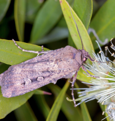Agrotis,Infusa,-,Dorsal,View,Of,Adult,Bogong,Moth,On