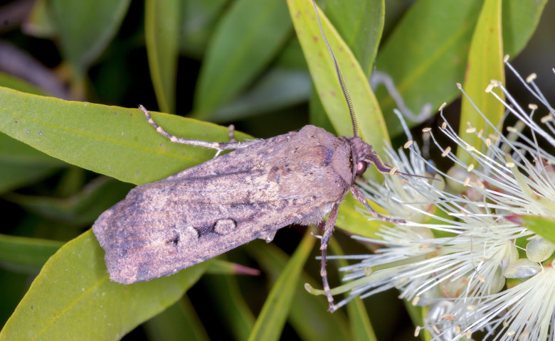 Agrotis,Infusa,-,Dorsal,View,Of,Adult,Bogong,Moth,On