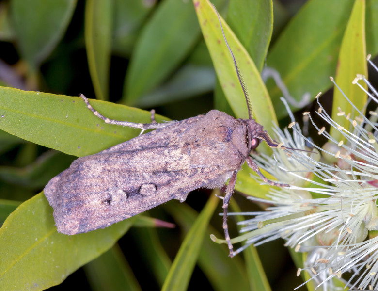 Agrotis,Infusa,-,Dorsal,View,Of,Adult,Bogong,Moth,On
