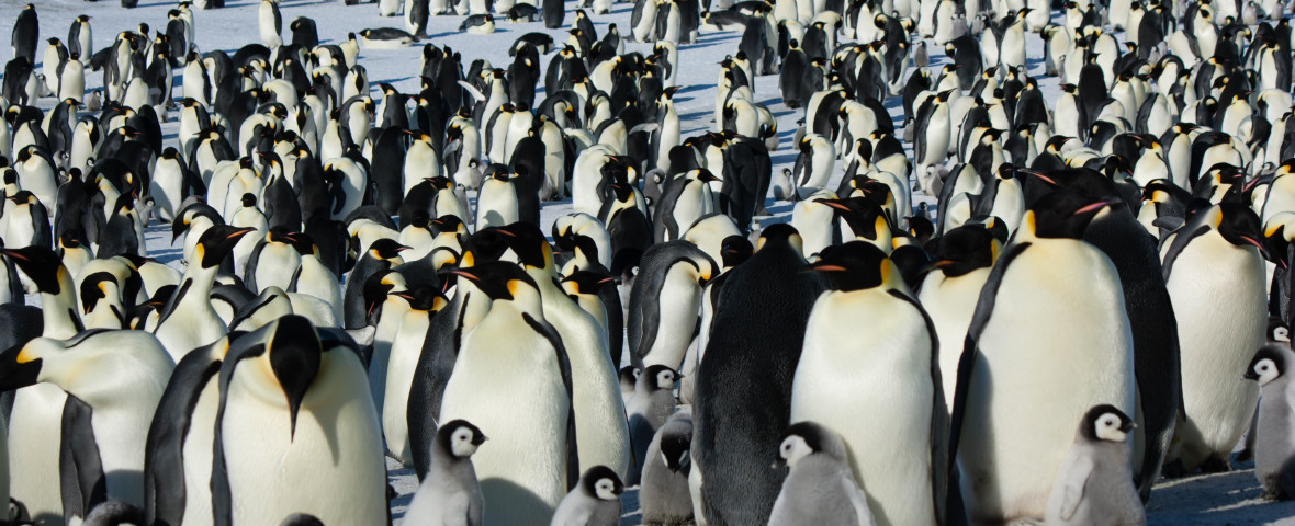 The,Colony,Of,Imperial,Penguins,Stands,In,The,Snow,Near